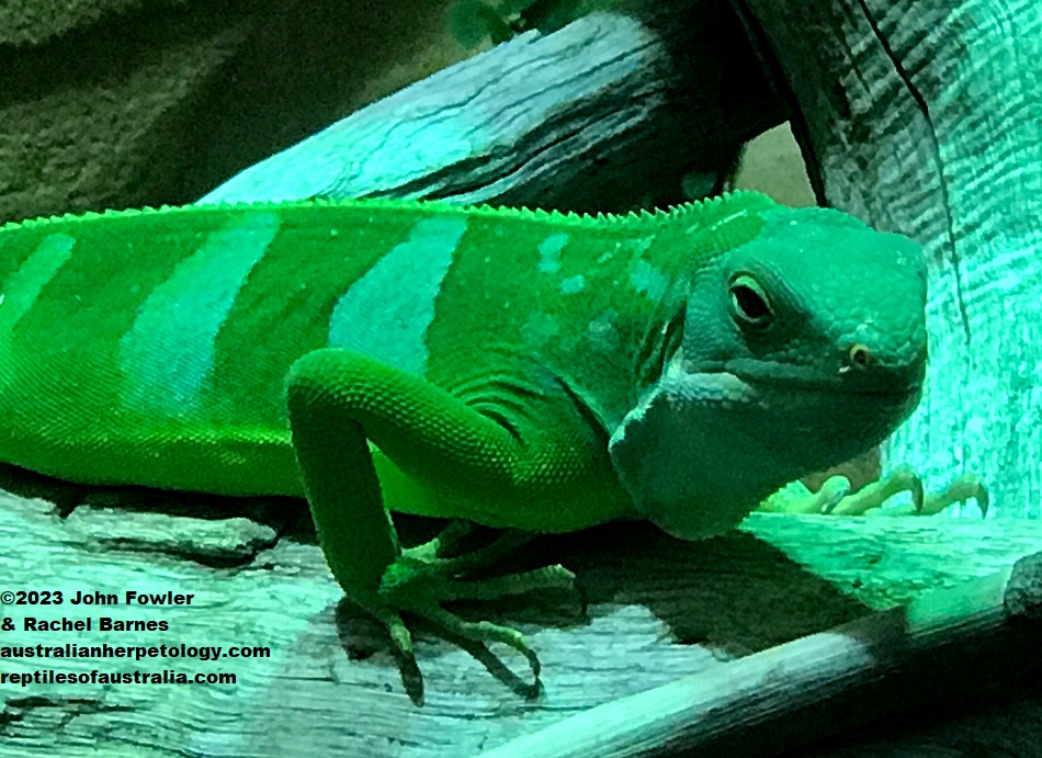 Lau Banded Iguana (Brachylophus fasciatis) photographed at Alligator Bay (Reptile Park) near Mont Saint Michel, France